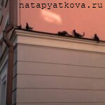 коты на карнизе