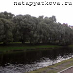 Заросли ивы